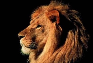 Очень красивые фото тигров, львов, гепардов, пантер, пум, рысей... (95 обоев)