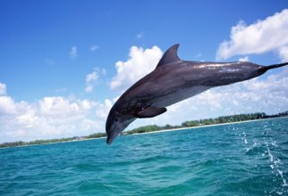 Дельфіни в море - Dolphins Wallpapers (40 шпалер)