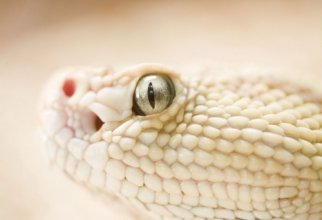 Reptiles HQ Wallpapers (50 wallpapers)