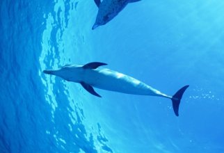 Дельфины (40 обоев)