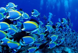 100 удивительных снимков подводного мира (100 обоев)
