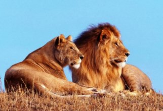 Львы и тигры (67 обоев)