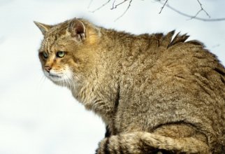 Wild Cats (16 wallpapers)
