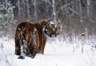 Best of Tigers High Quality Wallpapers (15 шпалер)