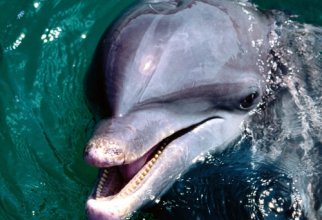 Дельфины (28 обоев)