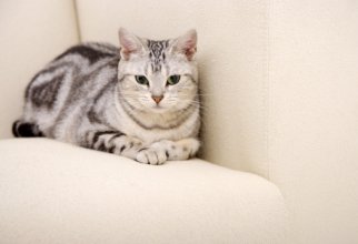 Top model cats (40 wallpapers)