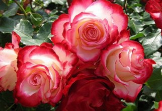 Collection Beautiful Roses (30 обоев)