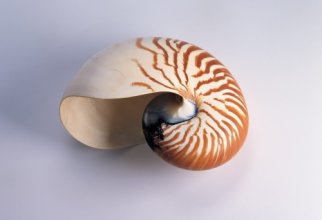 Shells (59 wallpapers)