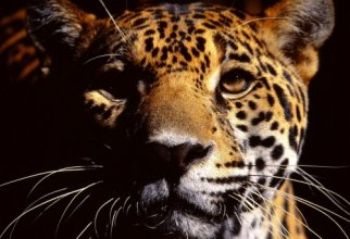 Wild cats (45 wallpapers)