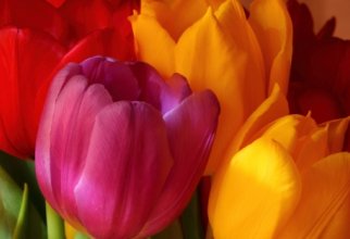 Beautiful Tulips HD Wallpapers (40 обоев)