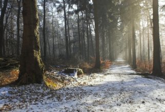 Paths, paths, parks, walks (38 wallpapers)