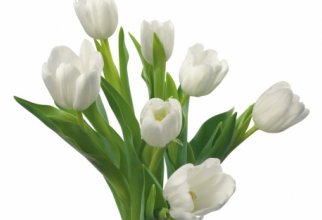 White flowers (34 обои)