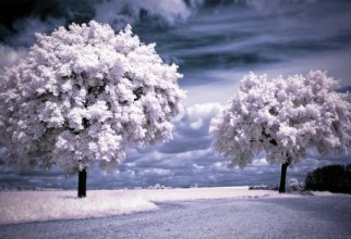 Nature WideScreen Wallpapers #35 (60 шпалер)