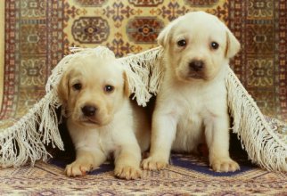 Cute Dogs Wallpapers Collection (65 обоев)
