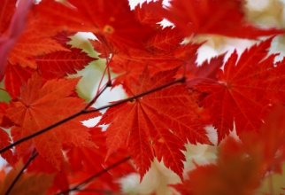 Beautiful Autumn Trees (40 шпалер)