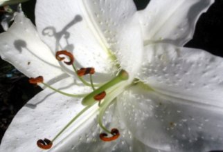 Шпалери - Квіти (85 шпалер)