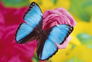 Метелики люблять квіти (40 шпалер)