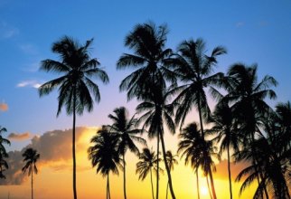 Wallpapers - Tropical Paradise Pack (58 обоев)