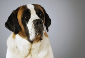 Dog Wallpapers (40 wallpapers)
