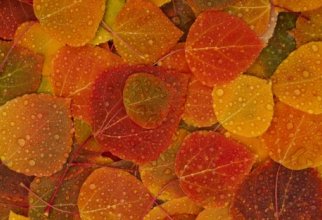 Autumn wallpapers (54 wallpapers)