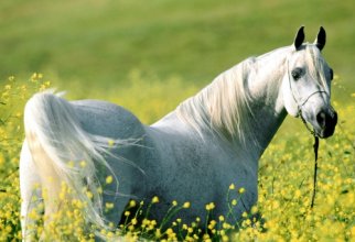 Wallpapers - Beautiful Horses Web Pack (50 шпалер)