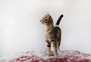 Wallpapers - Funny Cats Pack#11 (50 wallpapers)