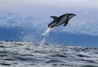 Wallpapers - Dolphins Pack (75 обоев)