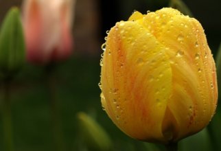 Beautiful Tulips HD Wallpapers (20 обоев)
