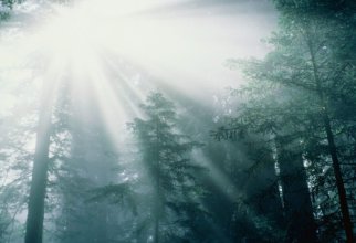 Beautiful Forest (32 wallpapers)
