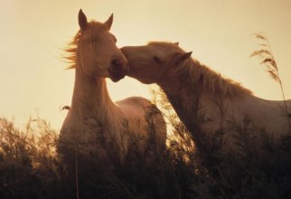 Horses (114 wallpapers)