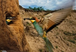 Animals - National Geographic Wallpapers (40 картинок)