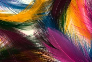 Feathers of birds (22 wallpapers)