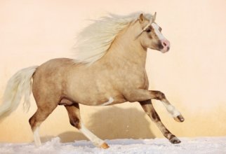 Widescreen wallpapers - Horses (40 wallpapers)
