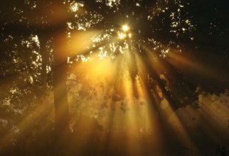 Солнце в лесу - Обои (44 обоев)