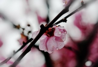 Spring wallpapers 2 (51 wallpapers)