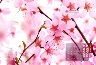 Spring wallpapers 4 (50 wallpapers)