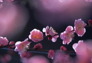 Spring wallpapers (50 wallpapers)