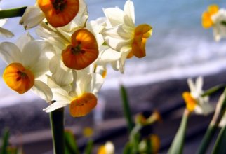 Daffodils - Desktop wallpapers (37 wallpapers)