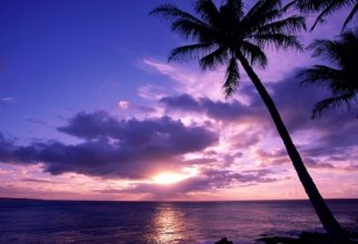 Bright Tropical Wallpapers (145 обоев)