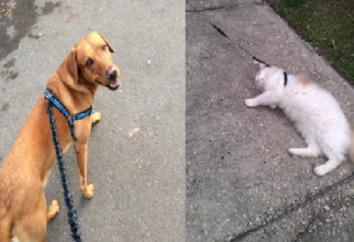 24 фотографии, которые показывают, что иметь кота и иметь собаку - полностью разные вещи (25 фото)
