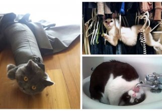 30 котов-идиотов, при виде которых невозможно не смеяться (27 фото + 4 гиф)