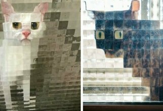 15 случаев, когда рифлёные стёкла в доме превращали котов в произведения сюрреалистов (16 фото)