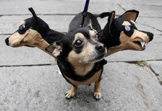 Наряды для собак на Хэллоуин (22 фото)