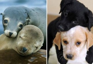 25 милых фото, которые убедят вас, что собаки и тюлени — родственники (26 фото)