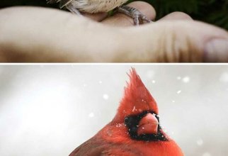 Гадкий утенок: как выглядят детеныши разных птиц (20 фото)