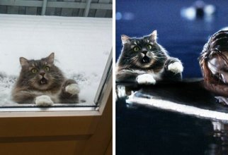 Кот в окне стал героем забавной фотошоп-битвы (17 фото)