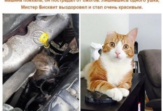 До и после: кошки, выжившие благодаря людям, которые их спасли и полюбили (8 фото)