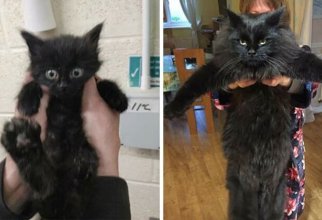 25 фотографий кошек до и после того, как их подобрали с улицы (26 фото)