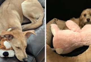 Собаки, которые преданы своим любимым игрушкам (16 фото)