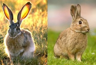 Чем заяц отличается от кролика? (5 фото)
